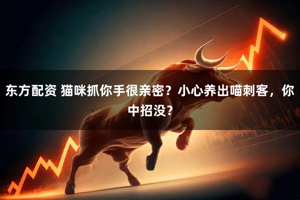 东方配资 猫咪抓你手很亲密？小心养出喵刺客，你中招没？